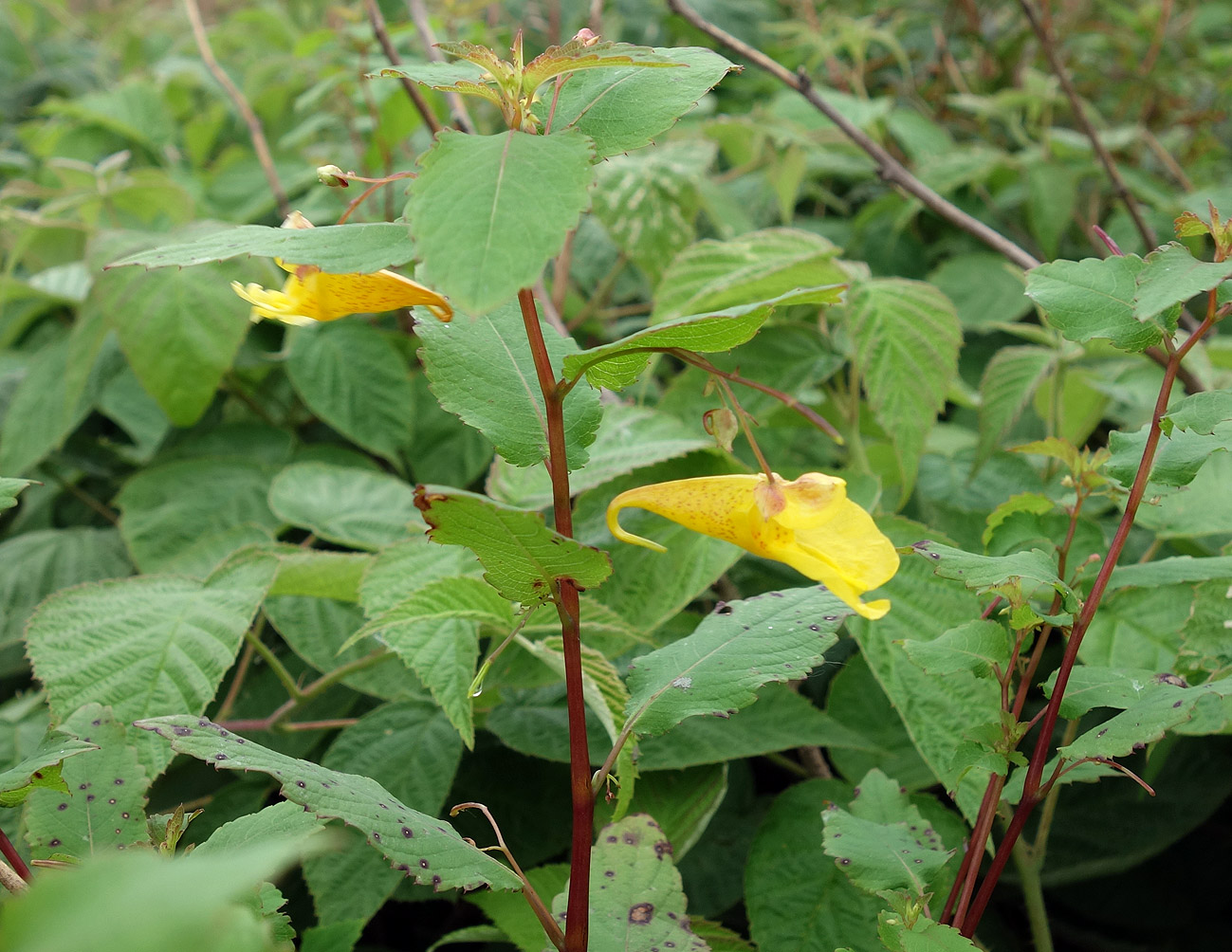 Изображение особи Impatiens noli-tangere.