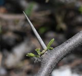 Vachellia variety huarango