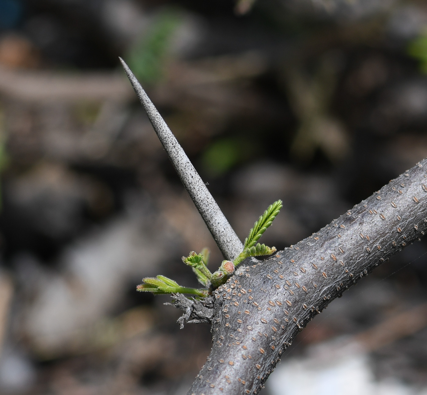 Image of Vachellia aroma var. huarango specimen.