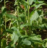 Digitalis purpurea