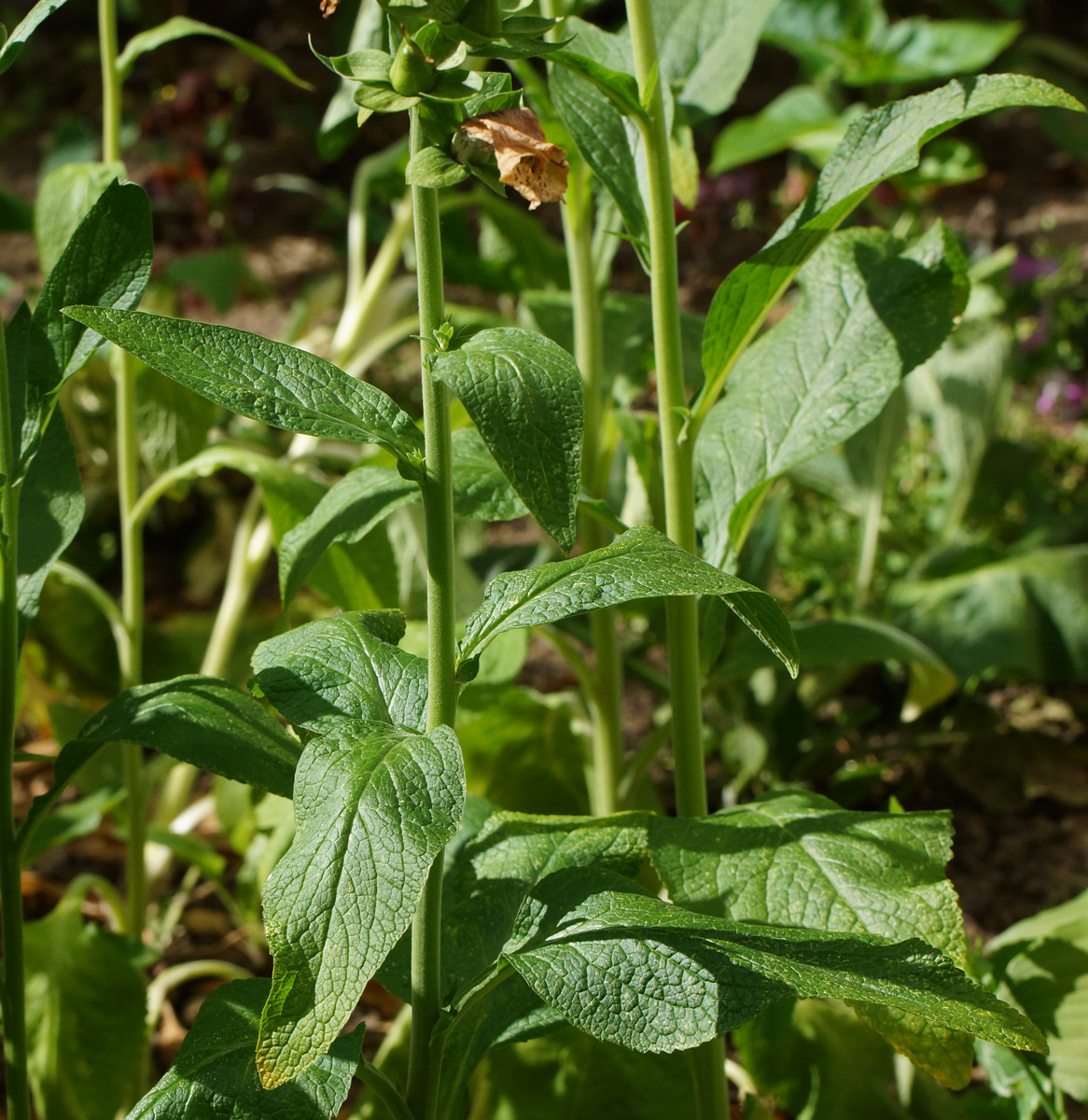 Image of Digitalis purpurea specimen.