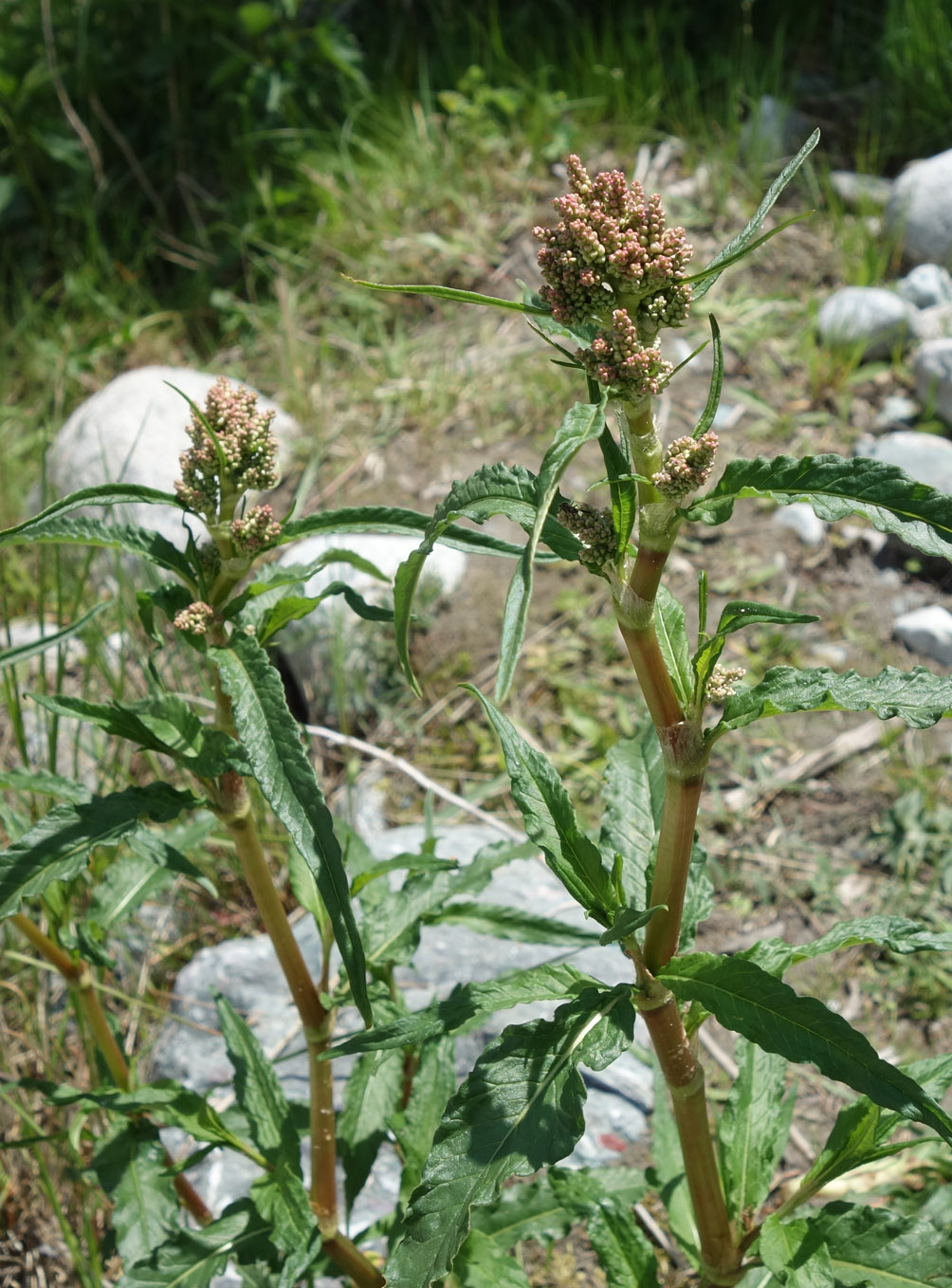 Image of Aconogonon alpinum specimen.