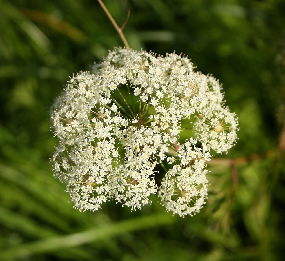 Image of Cicuta virosa specimen.