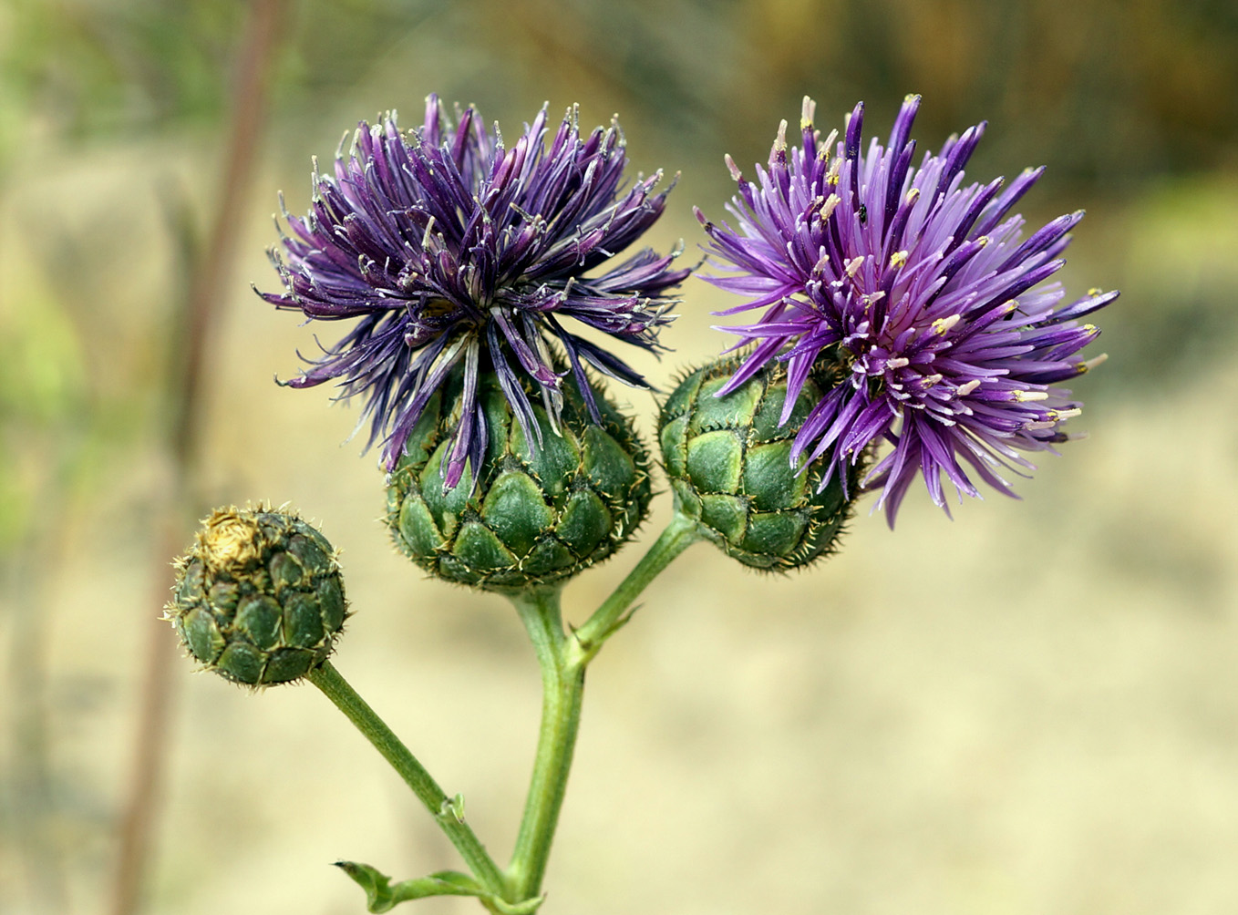 Image of Centaurea adpressa specimen.