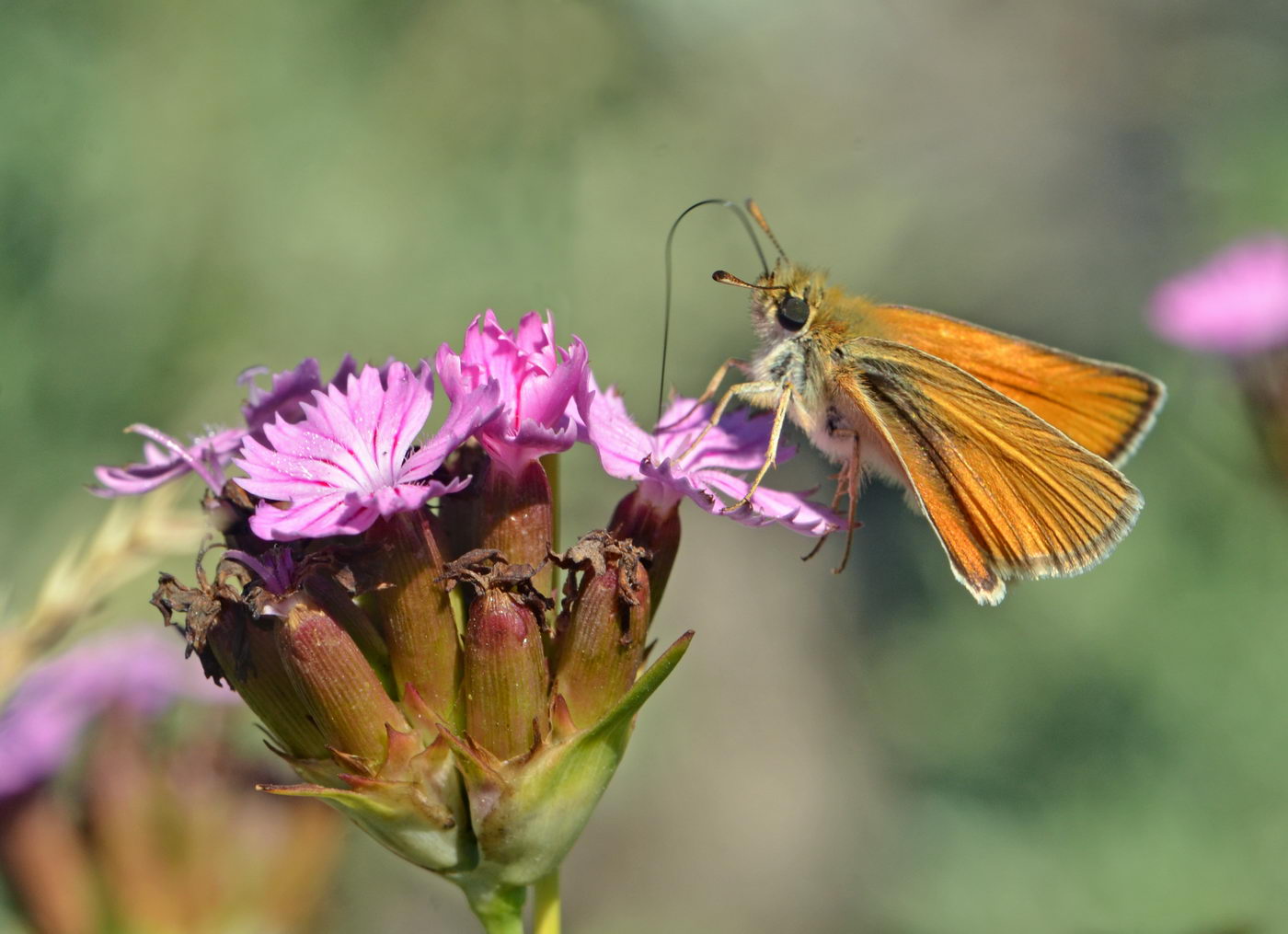 Image of Dianthus andrzejowskianus specimen.