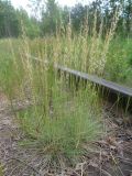 Koeleria glauca