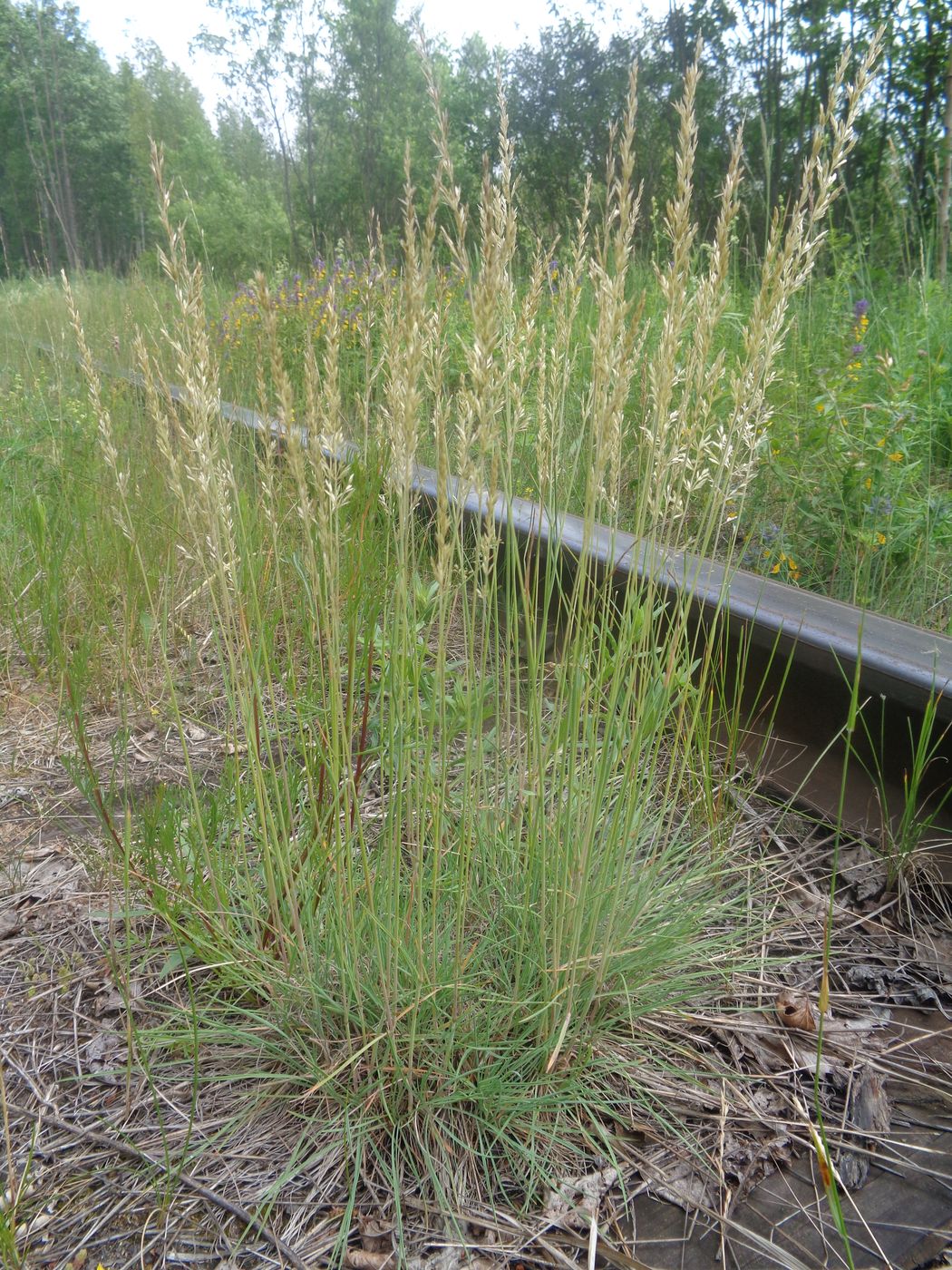 Image of Koeleria glauca specimen.