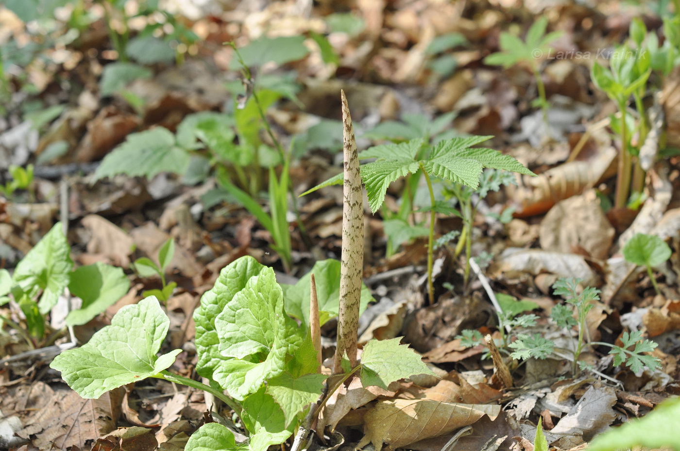 Изображение особи род Arisaema.