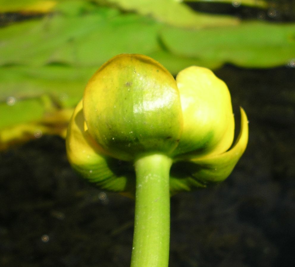 Image of Nuphar lutea specimen.