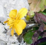 Image of taxon representative. Author is Анна Малыхина