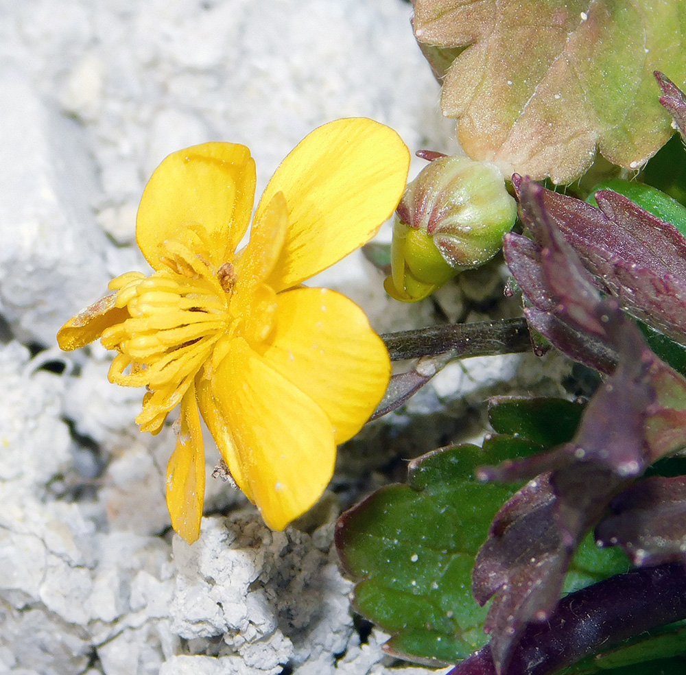 Image of Ranunculus repens specimen.