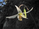 Erythronium oregonum. Цветок и бутон. Великобритания, Шотландия, Эдинбург, Royal Botanic Garden Edinburgh, в культуре. 4 апреля 2008 г.
