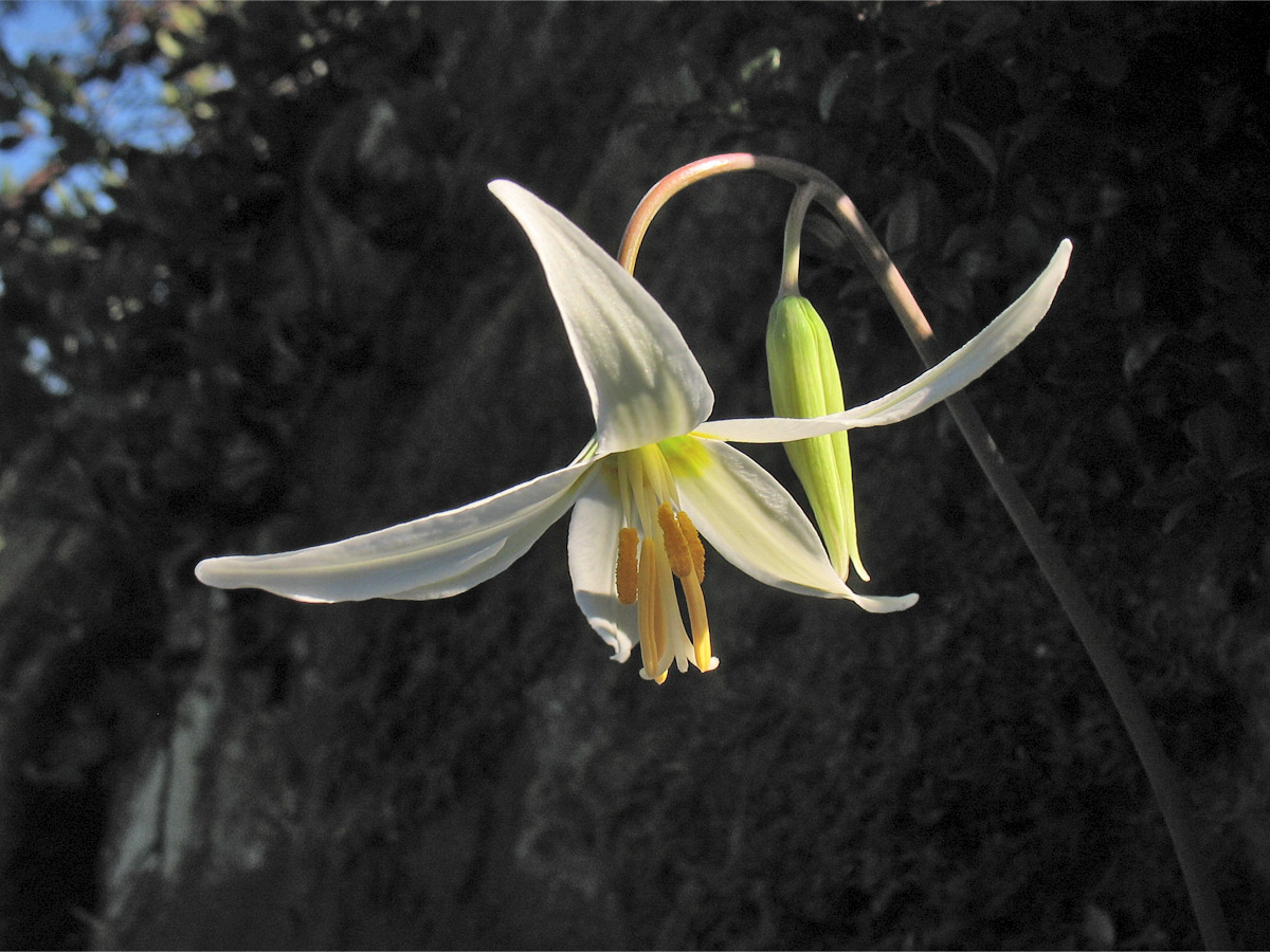 Изображение особи Erythronium oregonum.