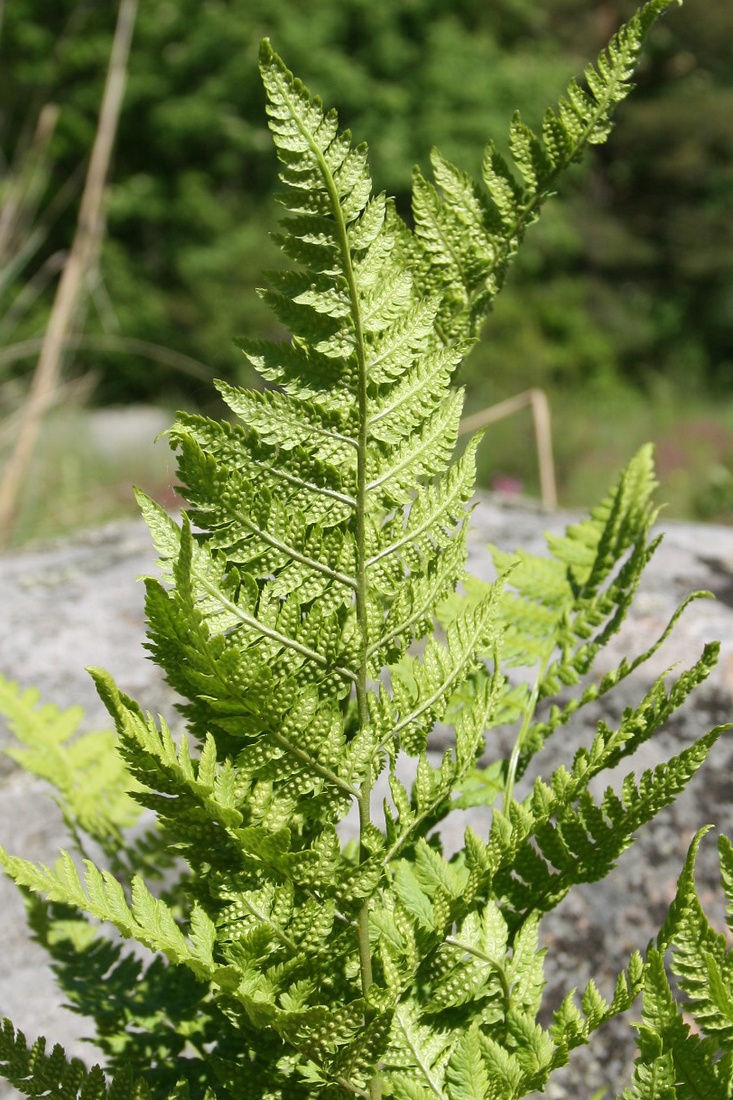 Image of Dryopteris carthusiana specimen.