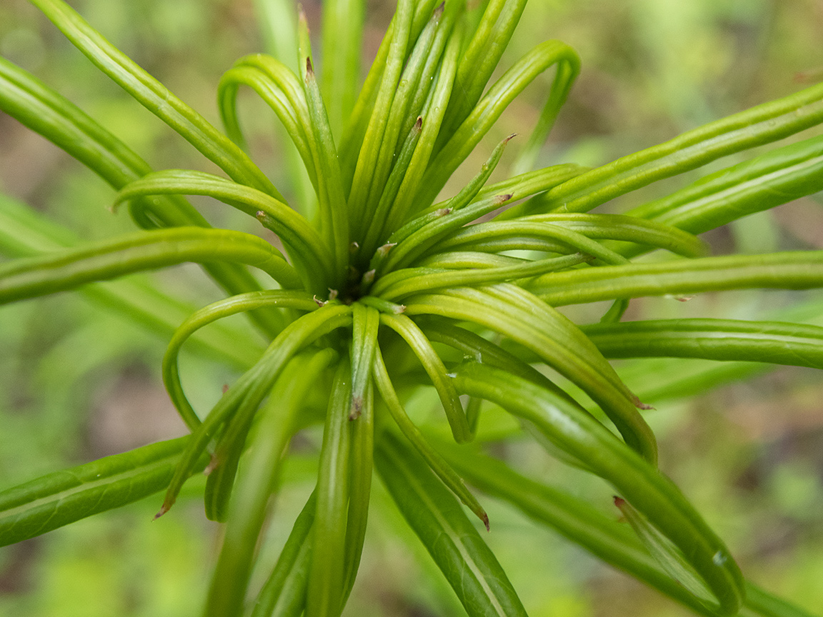 Image of Chamaenerion angustifolium specimen.