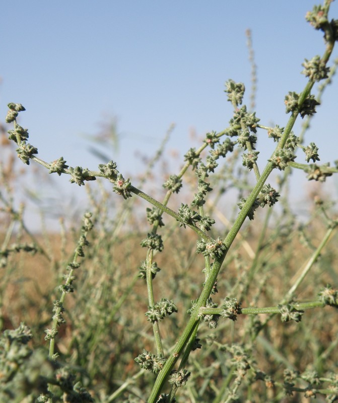 Image of Atriplex intracontinentalis specimen.