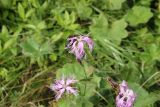 Dianthus superbus