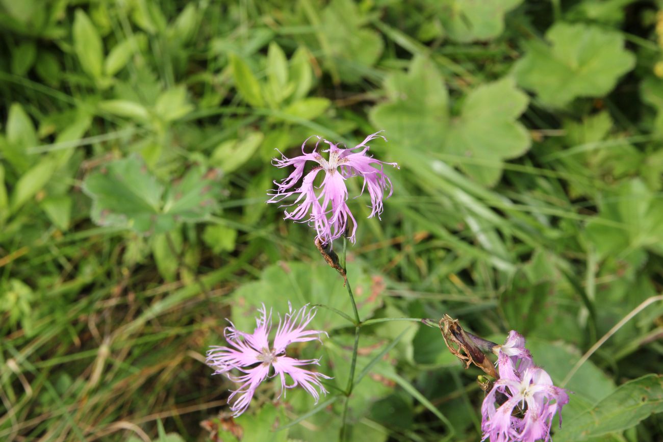 Изображение особи Dianthus superbus.