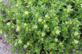 Honckenya peploides ssp. diffusa
