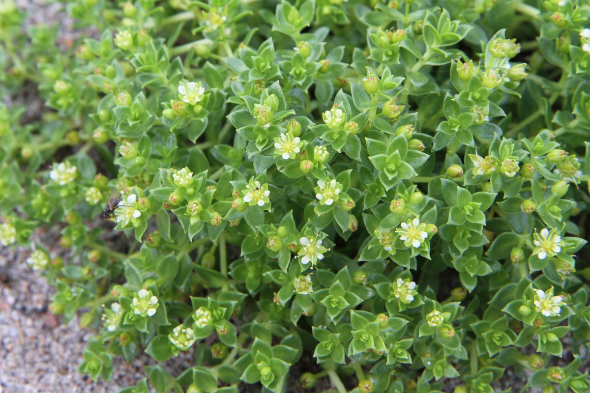 Image of Honckenya peploides ssp. diffusa specimen.