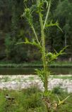Cirsium vulgare. Средняя часть плодоносящего растения. Башкортостан, Гафурийский р-н, окр. дер. Толпарово, долина р. Зилим, зарастающий луговой растительностью прибрежный галечник. 2 сентября 2020 г.