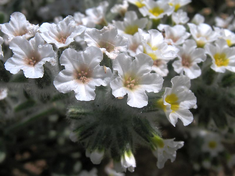 Изображение особи Heliotropium hirsutissimum.