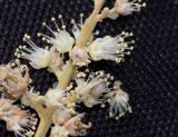 Sapindus saponaria
