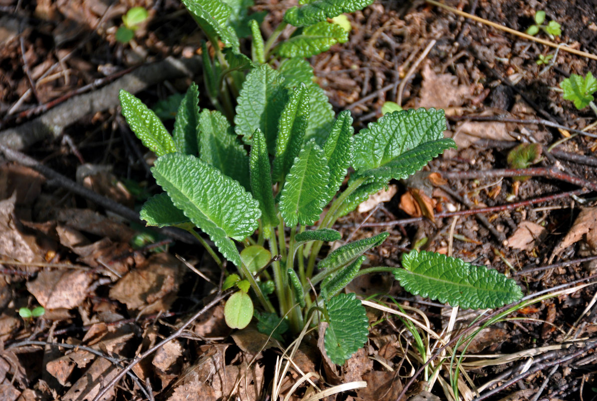 Изображение особи Betonica officinalis.