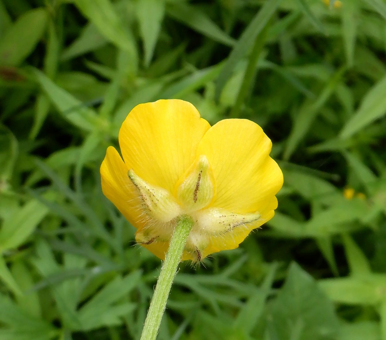 Image of Ranunculus polyanthemos specimen.