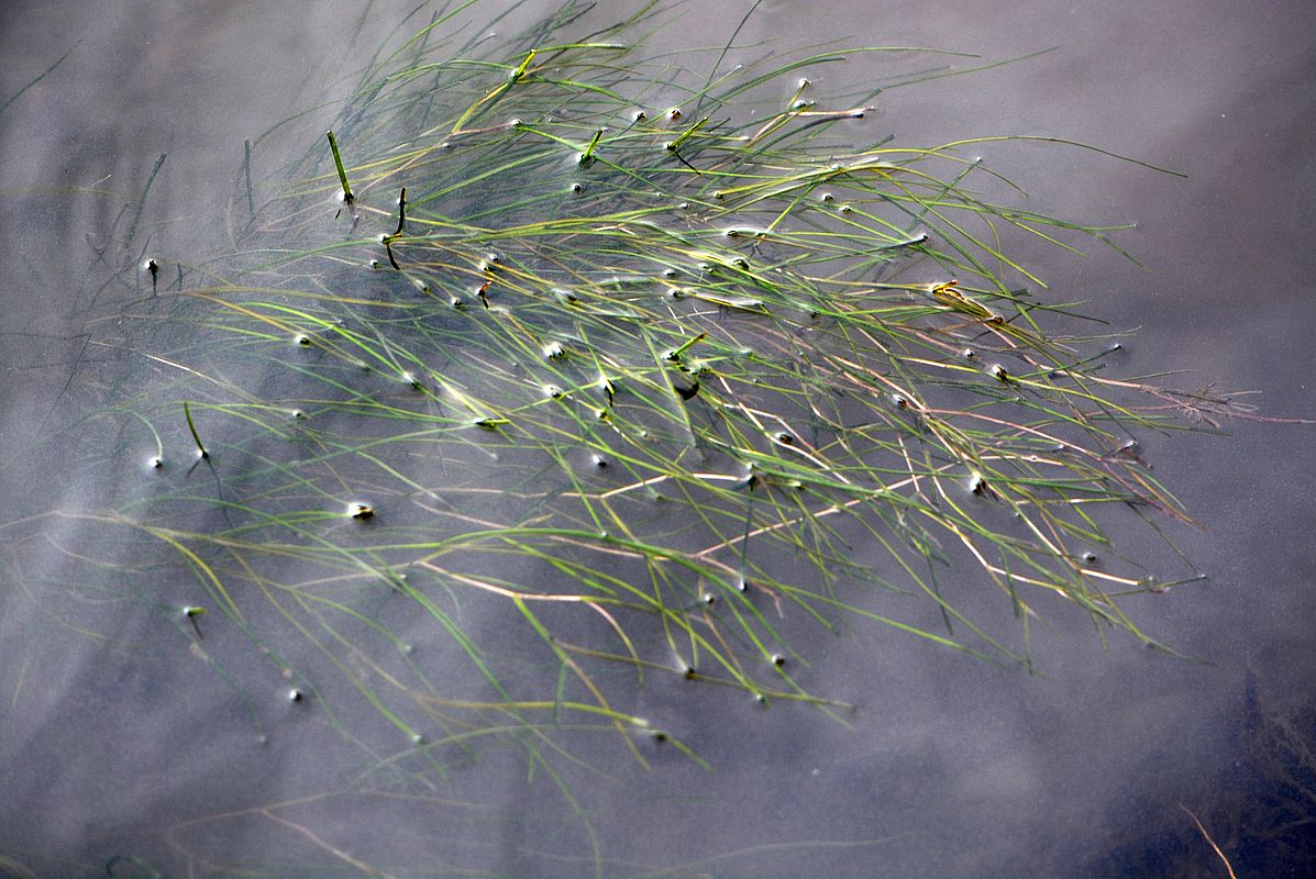 Image of Potamogeton pectinatus specimen.