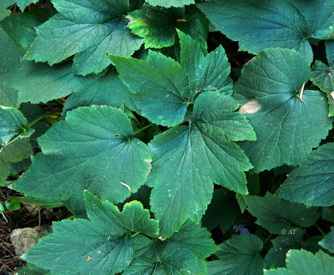 Image of Anemone hupehensis specimen.