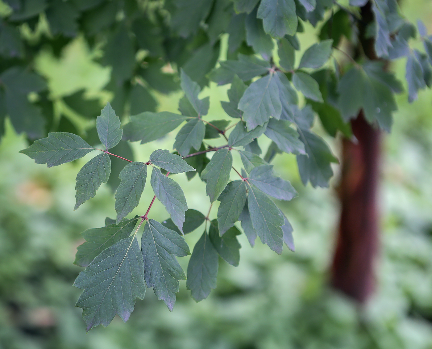 Image of Acer griseum specimen.