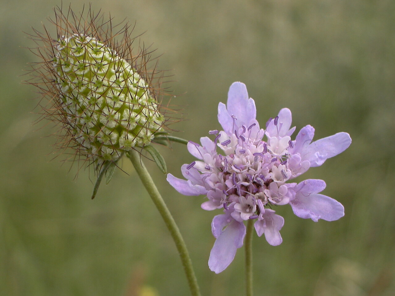 Image of Sixalix atropurpurea ssp. maritima specimen.