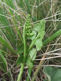 Botrychium lunaria. Вайя с развивающимися спорангиями. Кабардино-Балкария, Эльбрусский р-н, долина р. Ирикчат, ок. 2800 м н.у.м., альпийский луг. 06.07.2020.