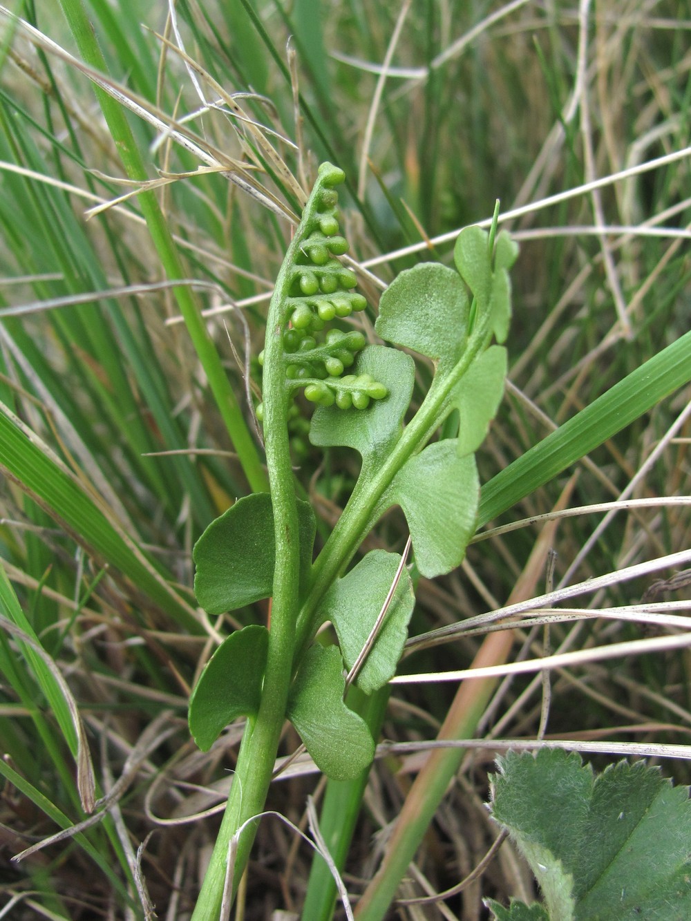 Изображение особи Botrychium lunaria.