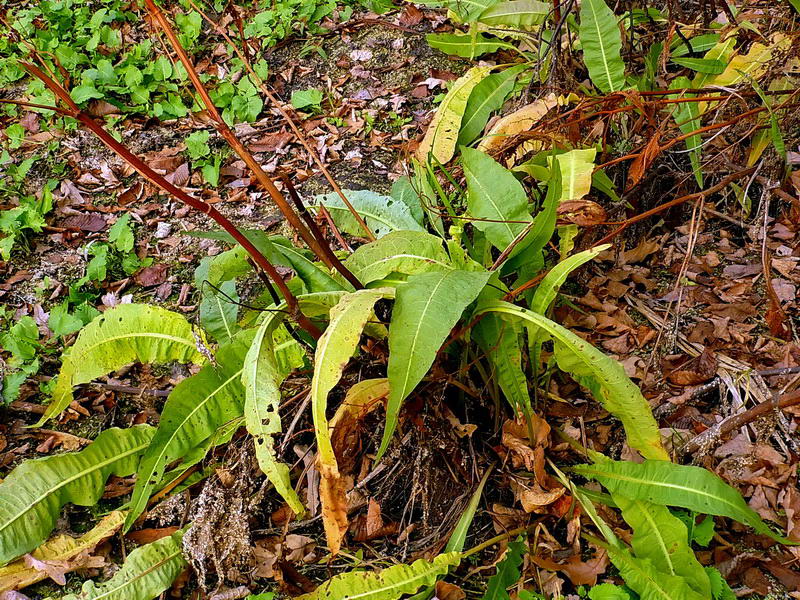 Изображение особи Rumex hydrolapathum.