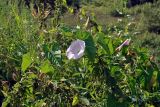 Calystegia spectabilis