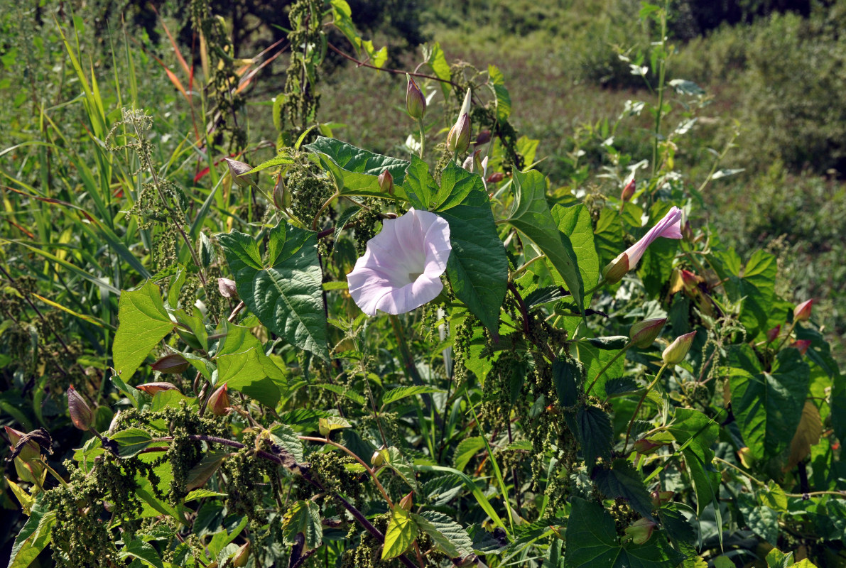 Image of Calystegia spectabilis specimen.