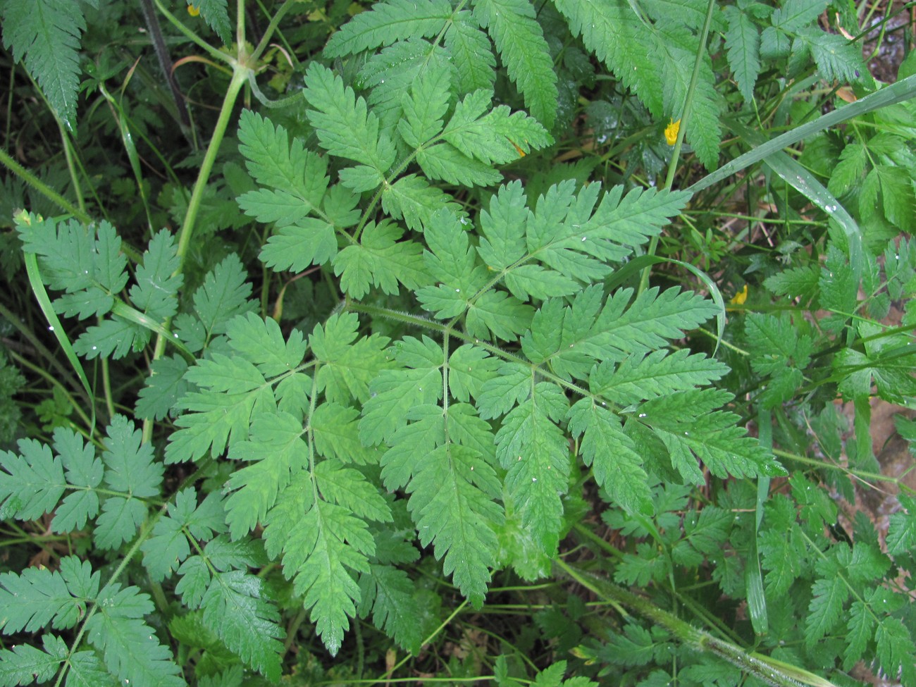 Image of Chaerophyllum aureum specimen.