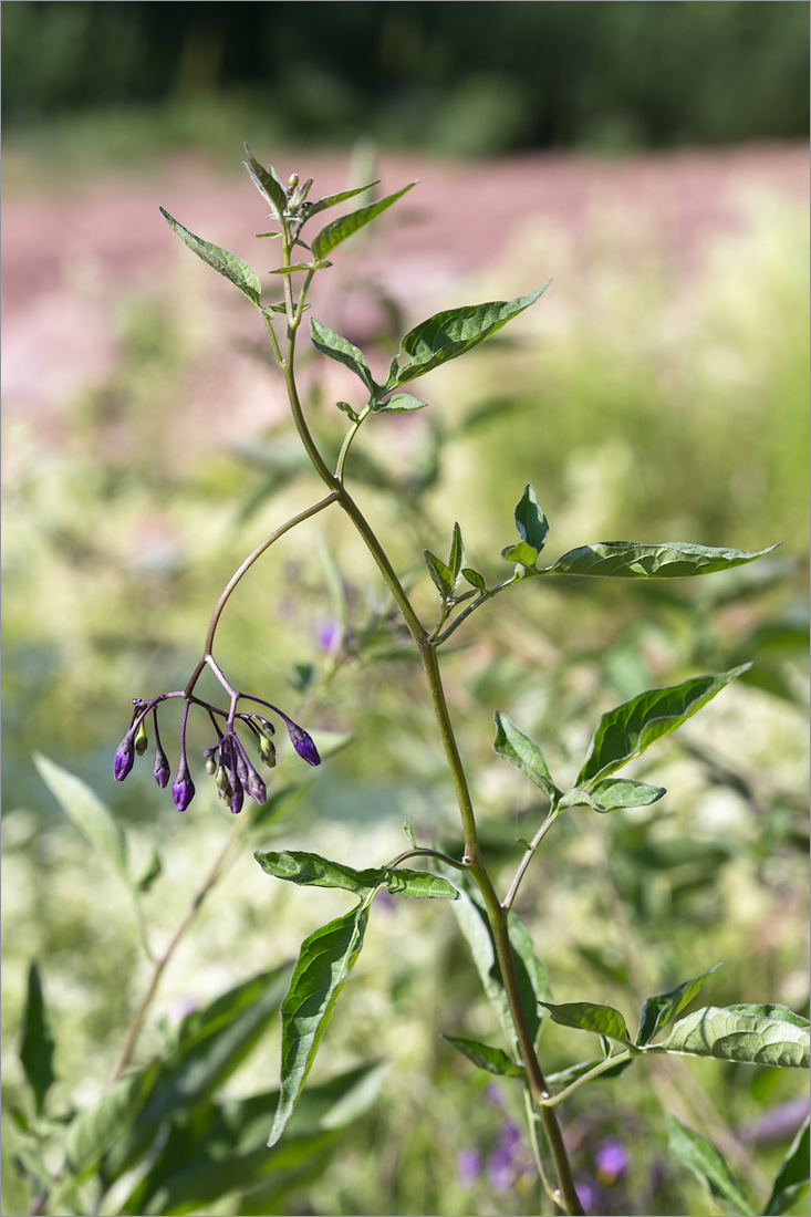 Image of Solanum dulcamara specimen.