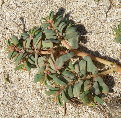 Image of Euphorbia peplis specimen.