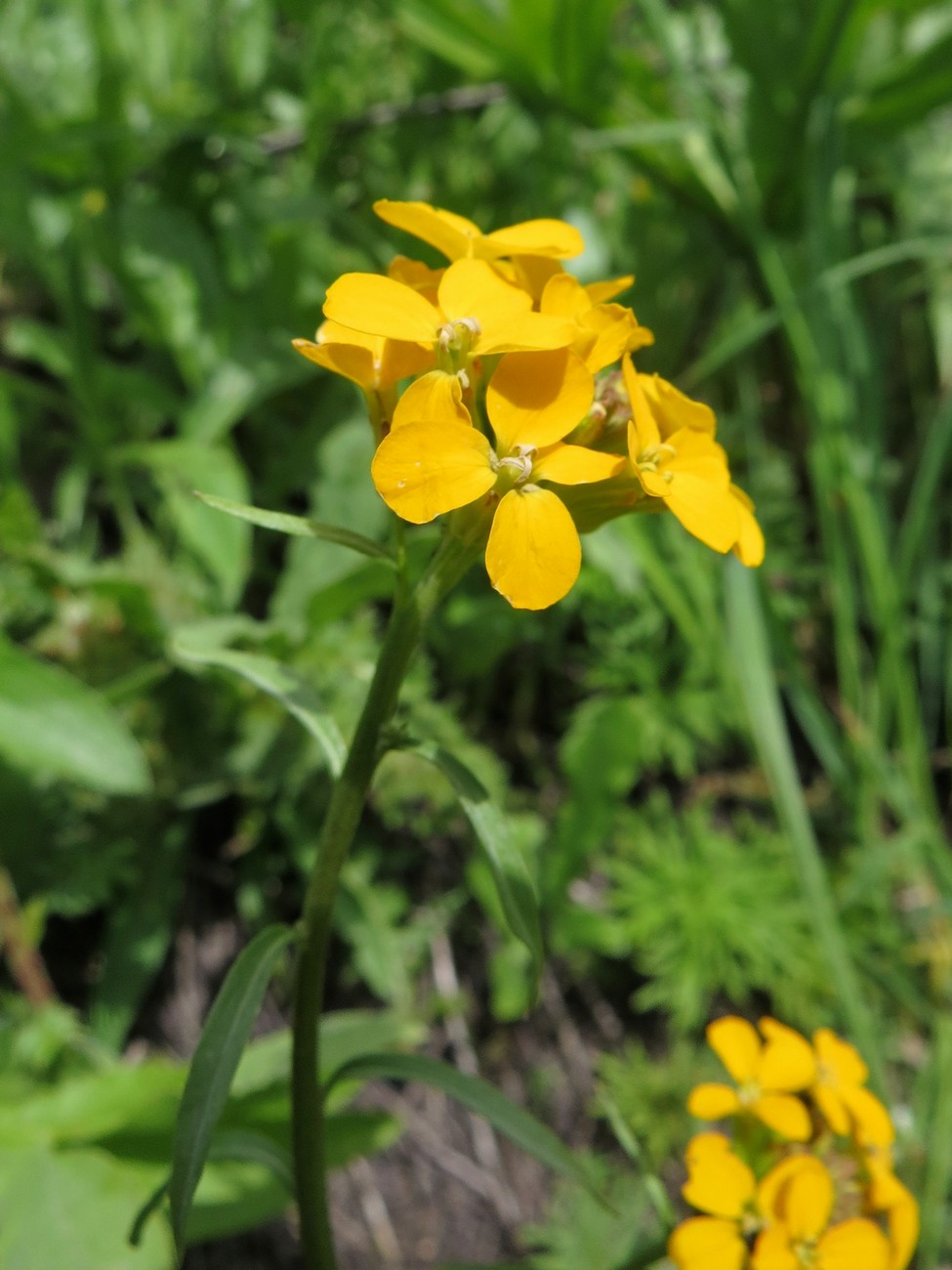 Image of Erysimum alaicum specimen.