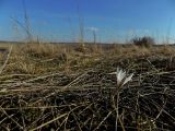 Crocus reticulatus