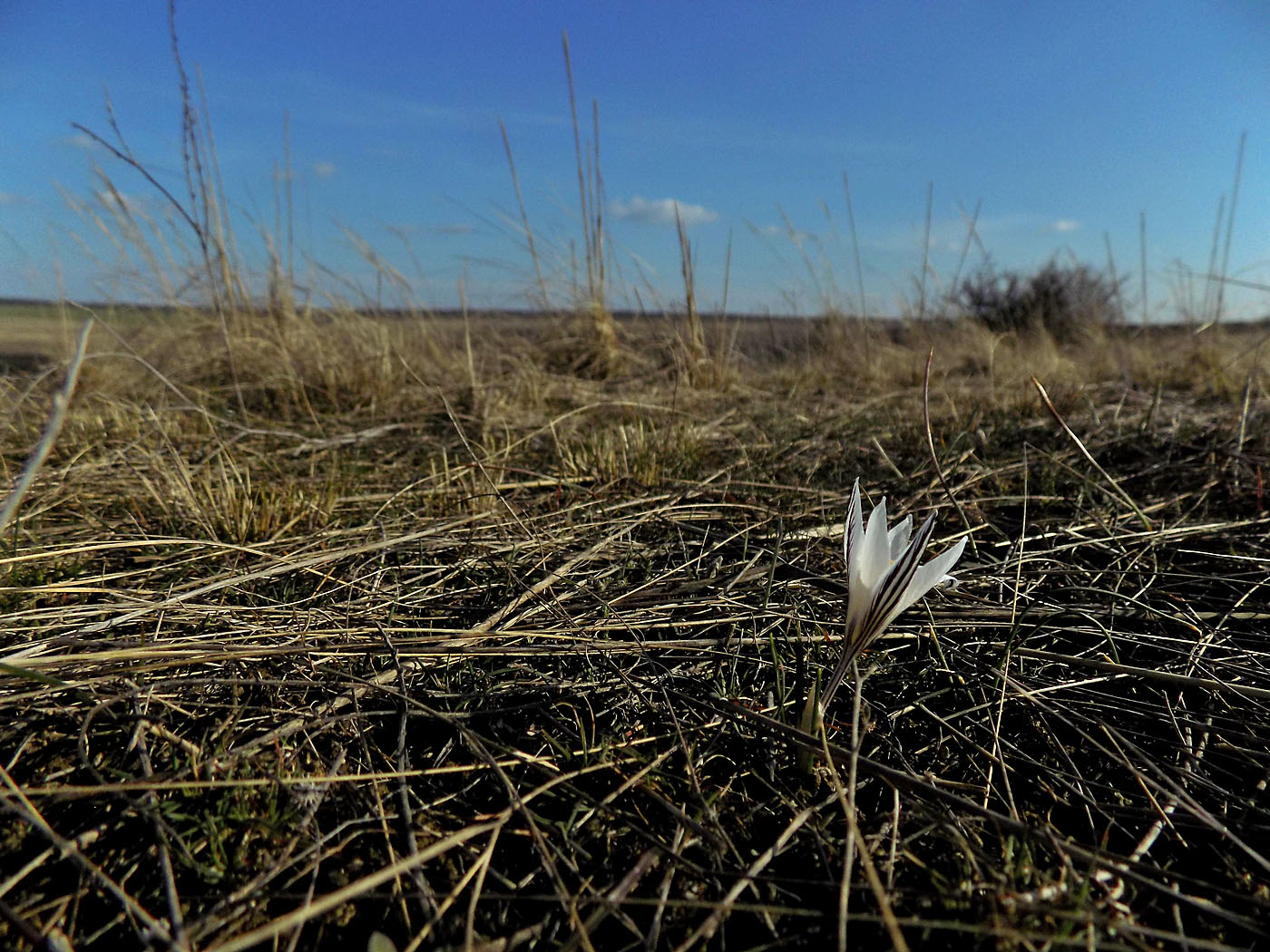 Изображение особи Crocus reticulatus.