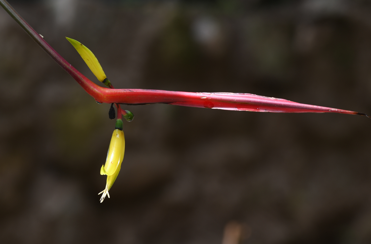 Изображение особи Heliconia subulata.