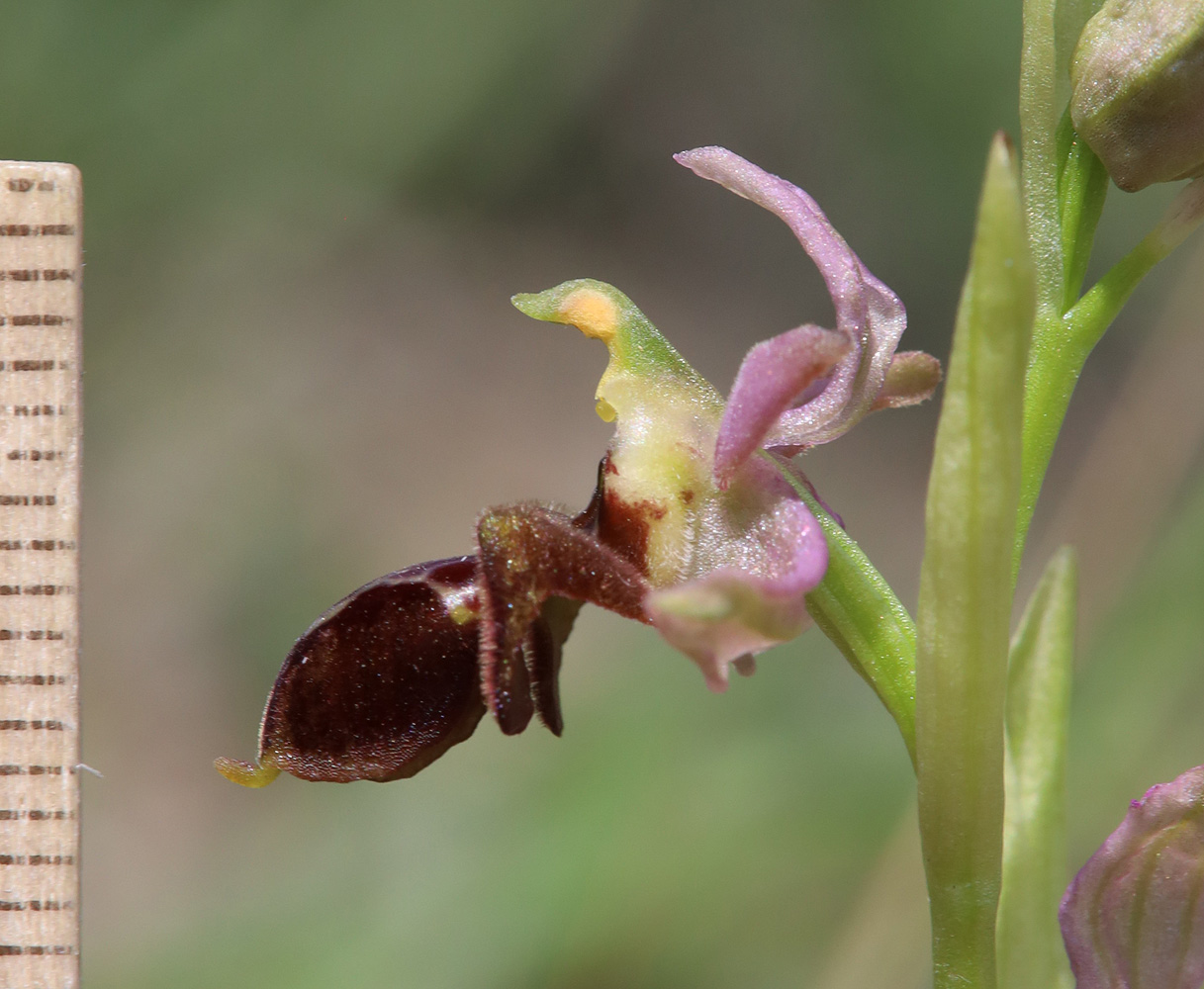 Изображение особи Ophrys &times; aghemanii.