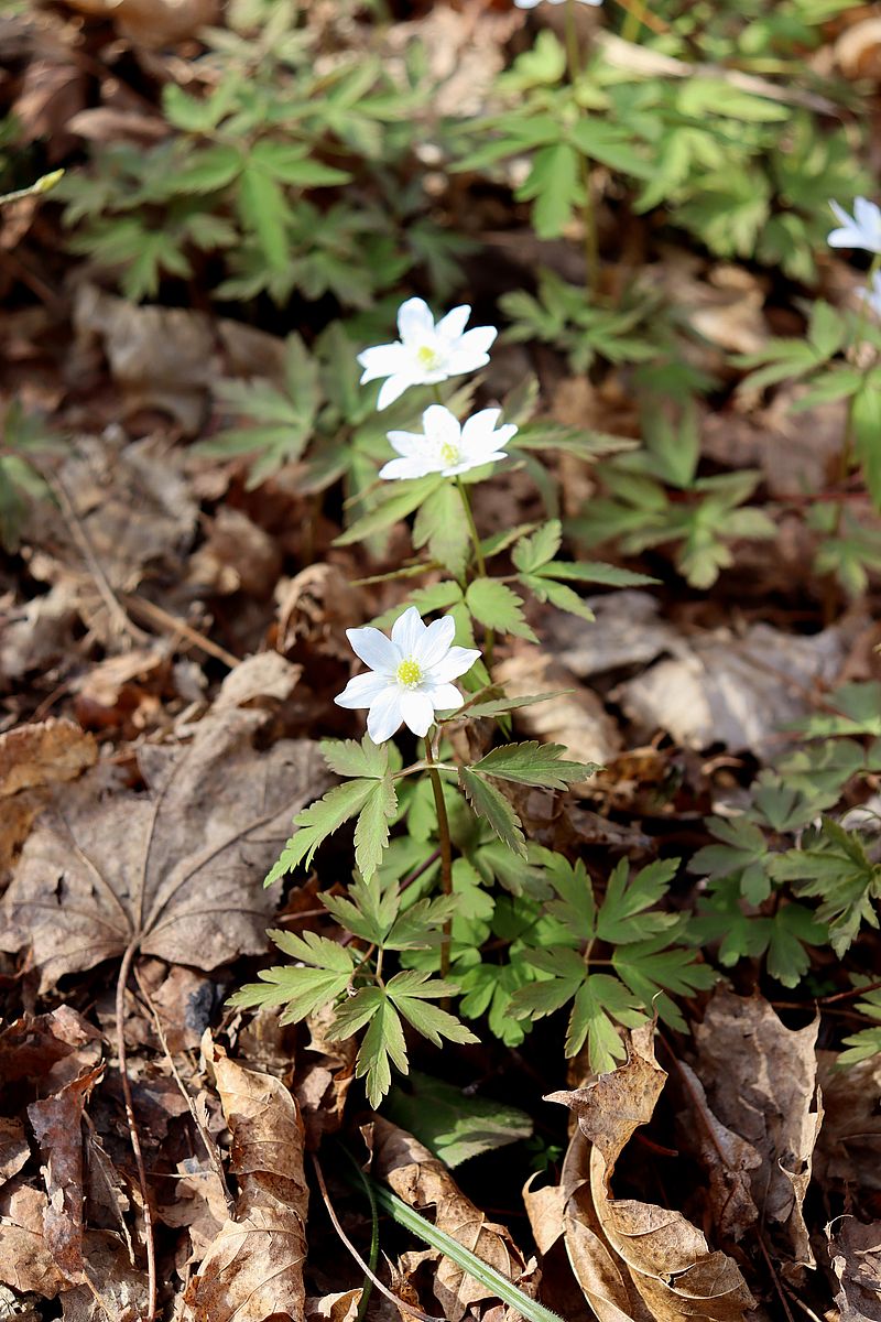 Изображение особи Anemone altaica.