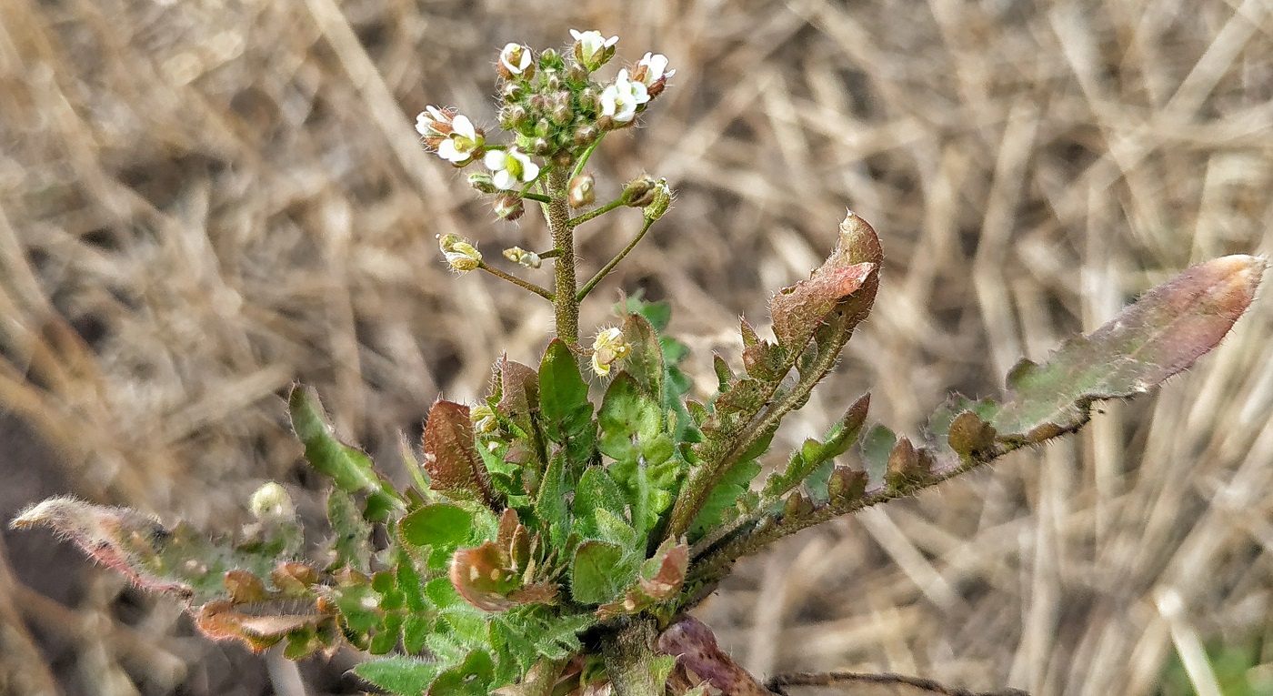 Image of Capsella bursa-pastoris specimen.