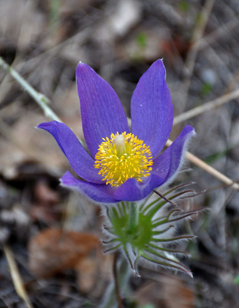 Image of Pulsatilla patens specimen.