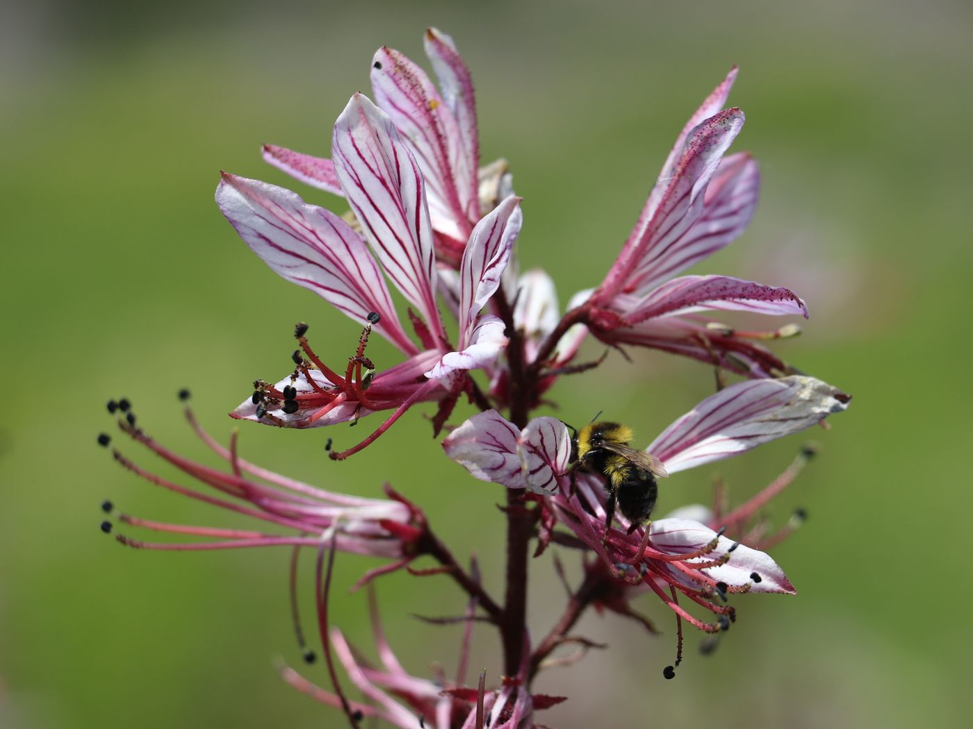 Изображение особи Dictamnus angustifolius.